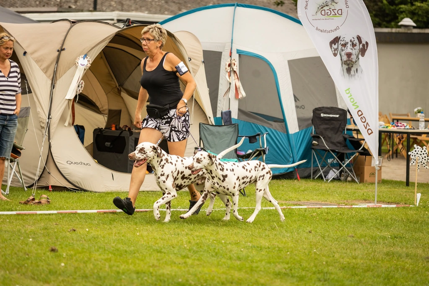 Dalmatinerzucht – Ausstellungshunde