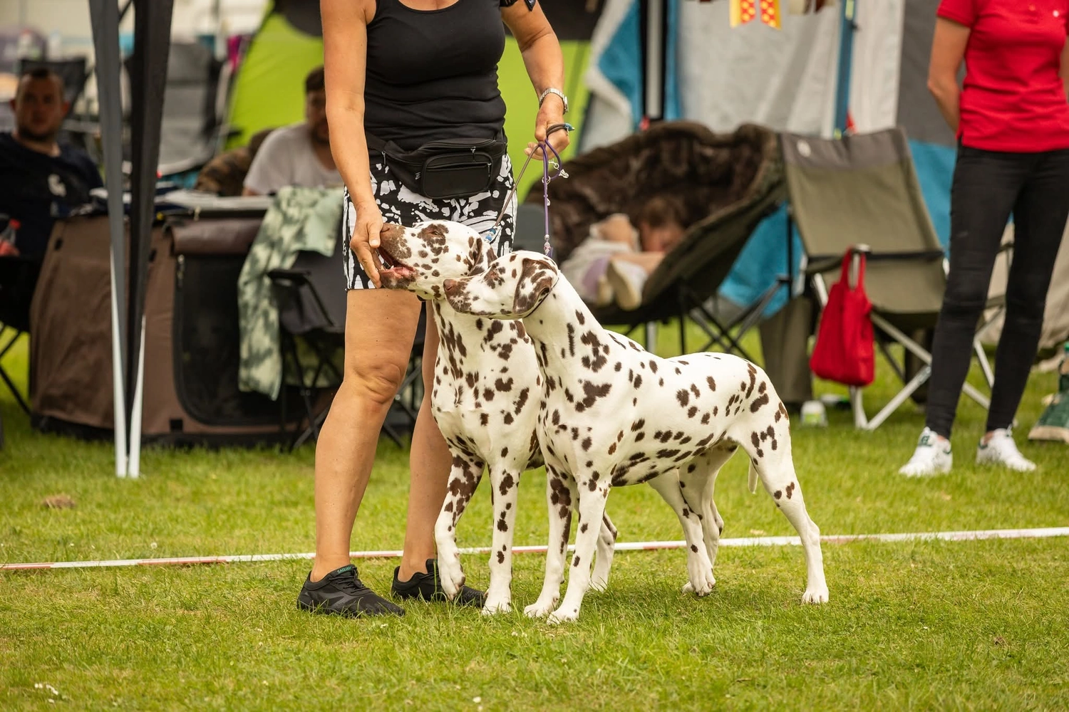 Dalmatinerzucht – Ausstellungshunde