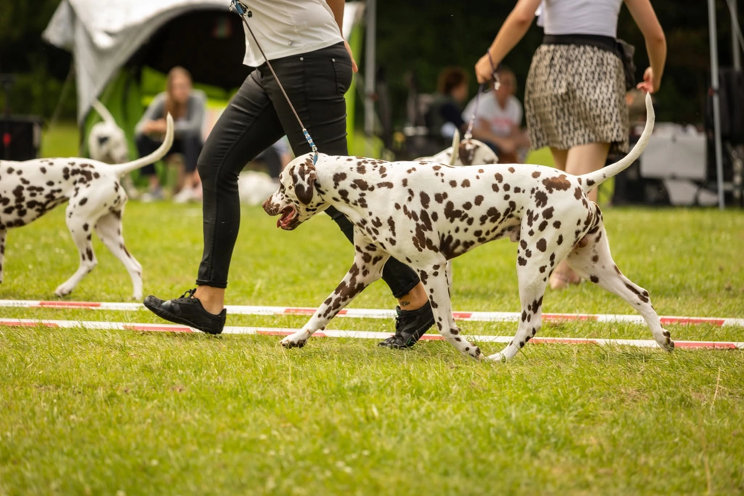 Dalmatinerzucht – Ausstellungshunde
