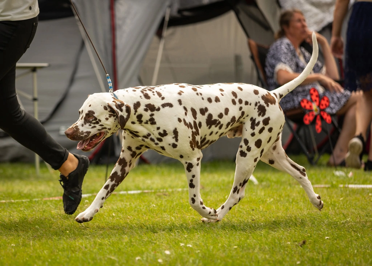 Dalmatinerzucht – Ausstellungshunde