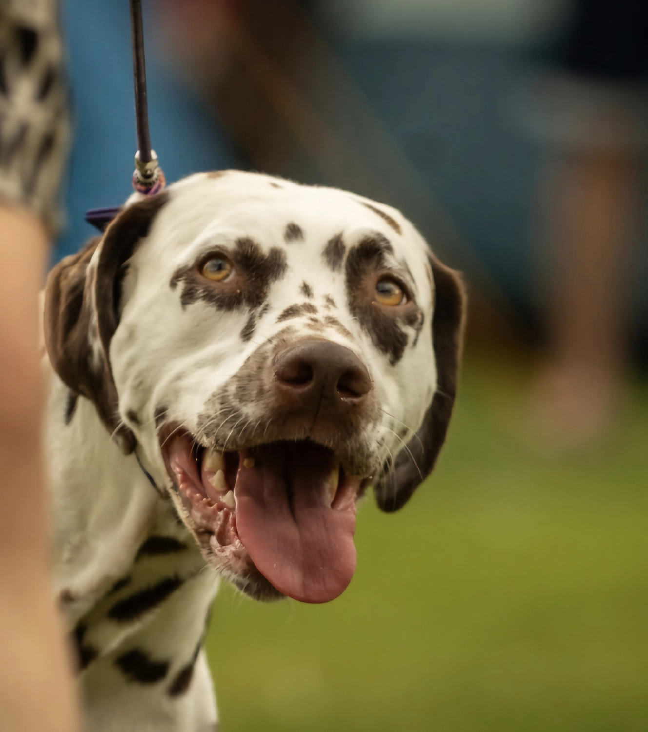 Dalmatinerzucht – Hunde