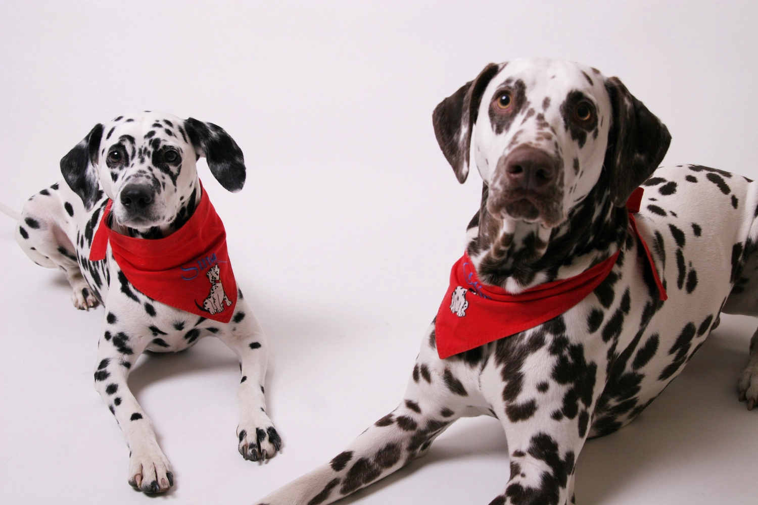 Dalmatinerzucht – Hunde