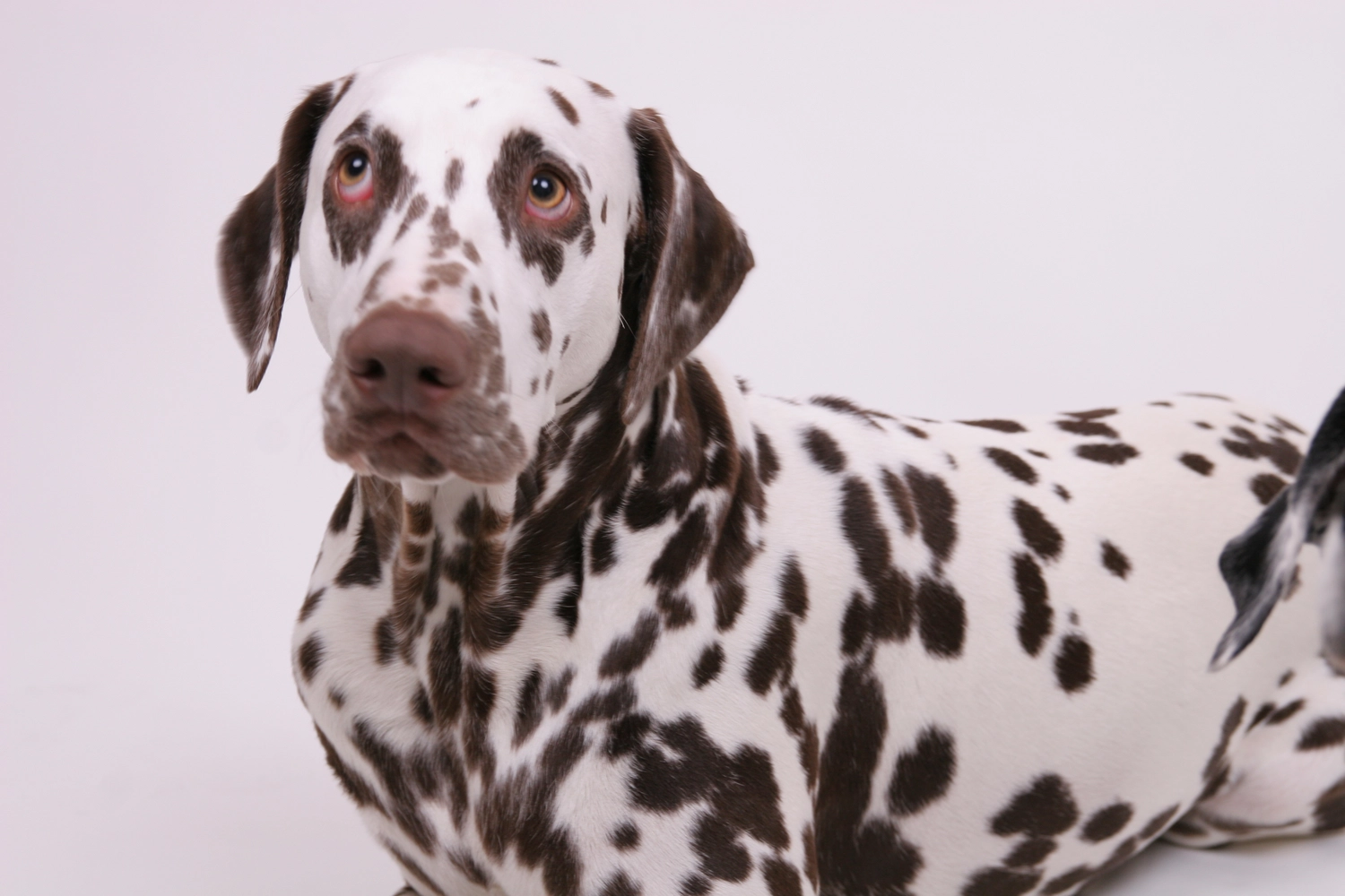 Dalmatinerzucht – Hunde