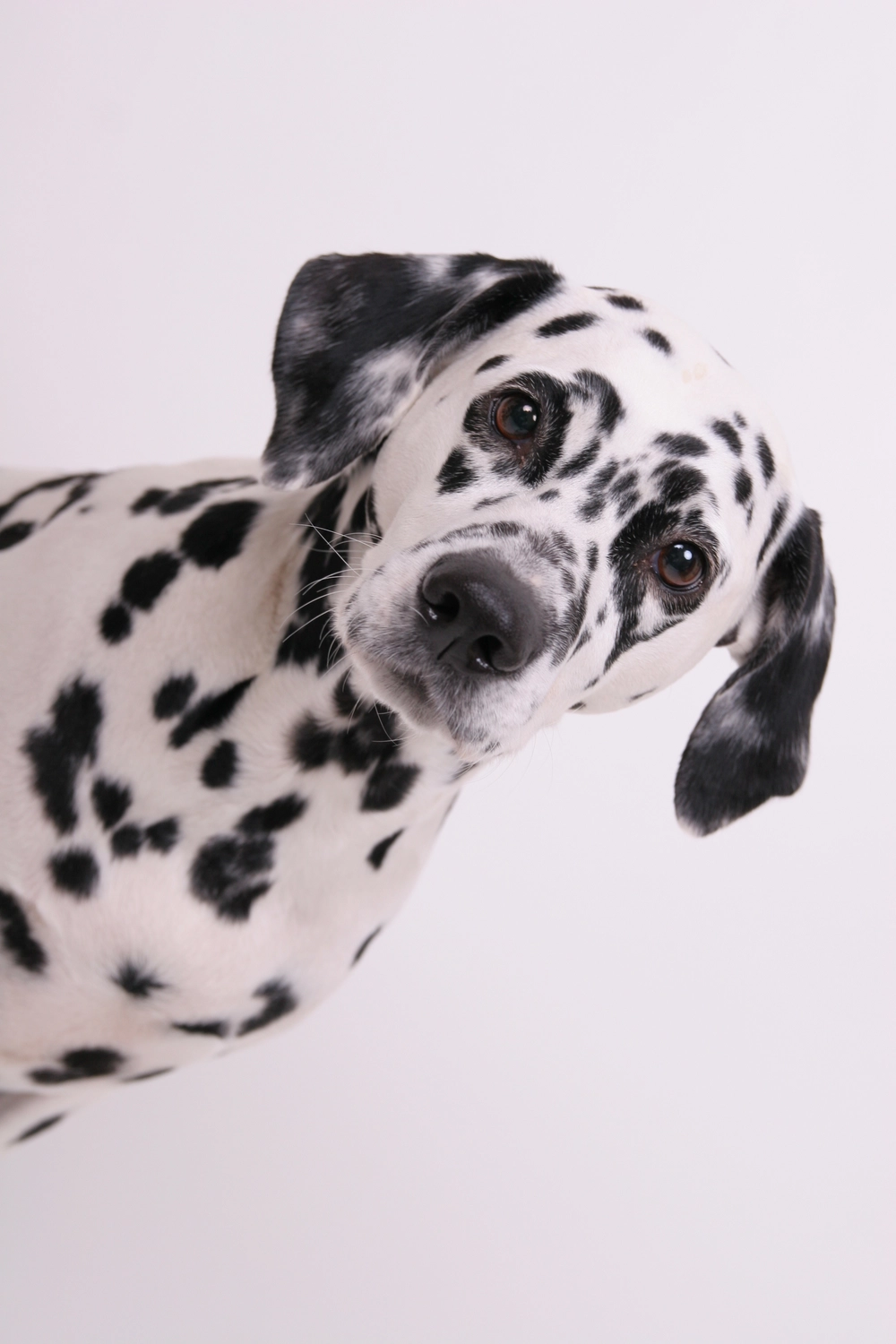 Dalmatinerzucht – Hunde