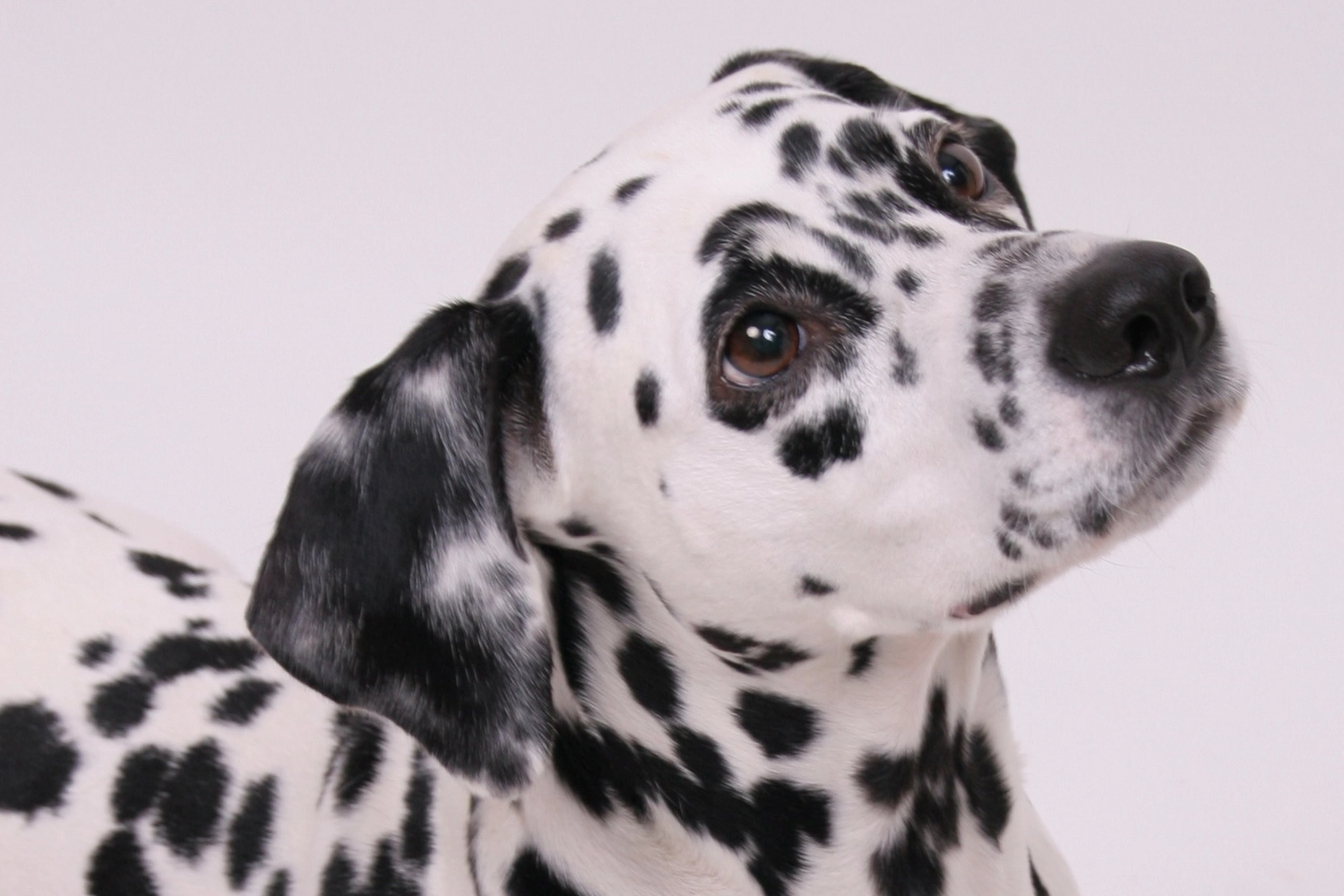 Dalmatinerzucht – Hunde