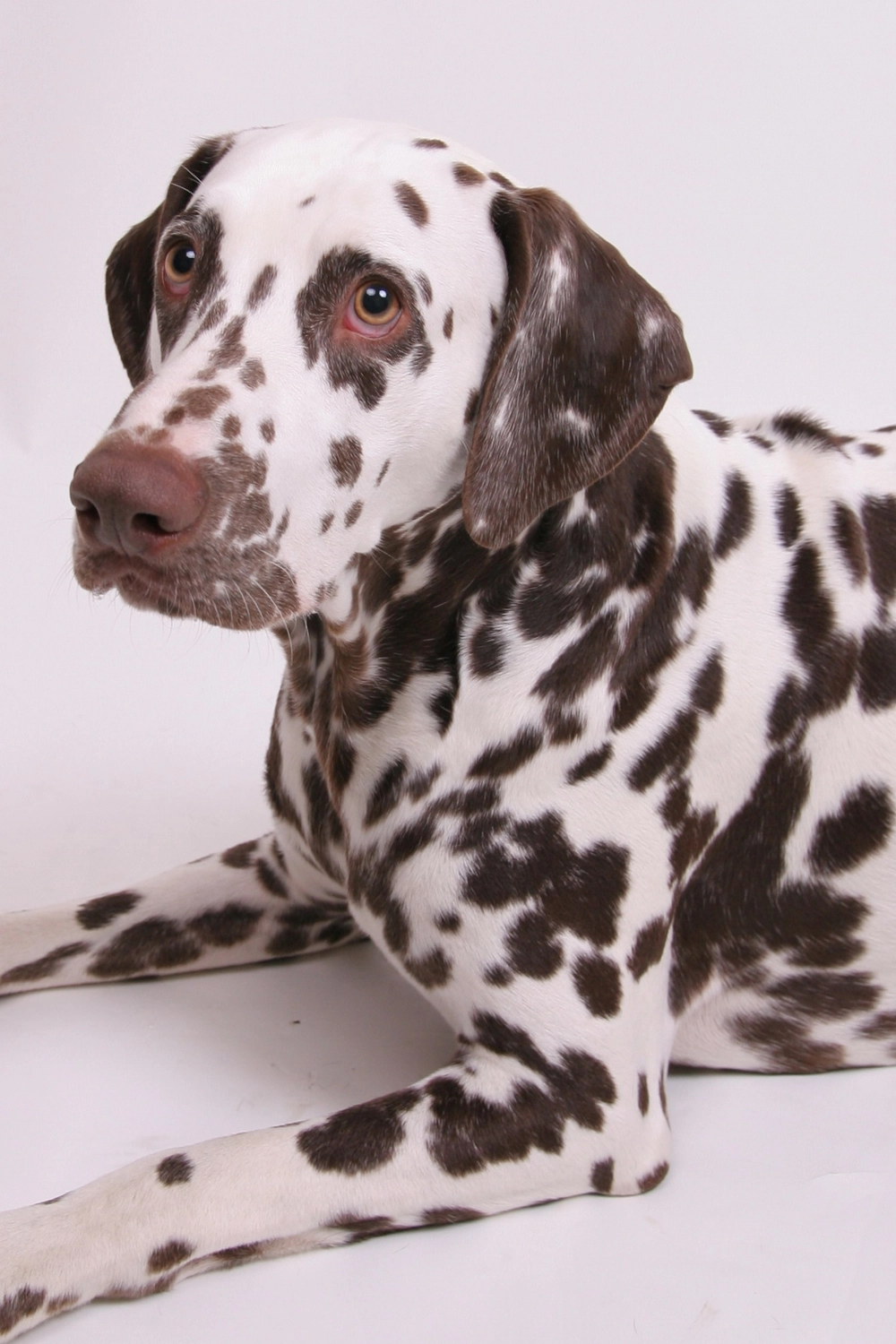 Dalmatinerzucht – Hunde