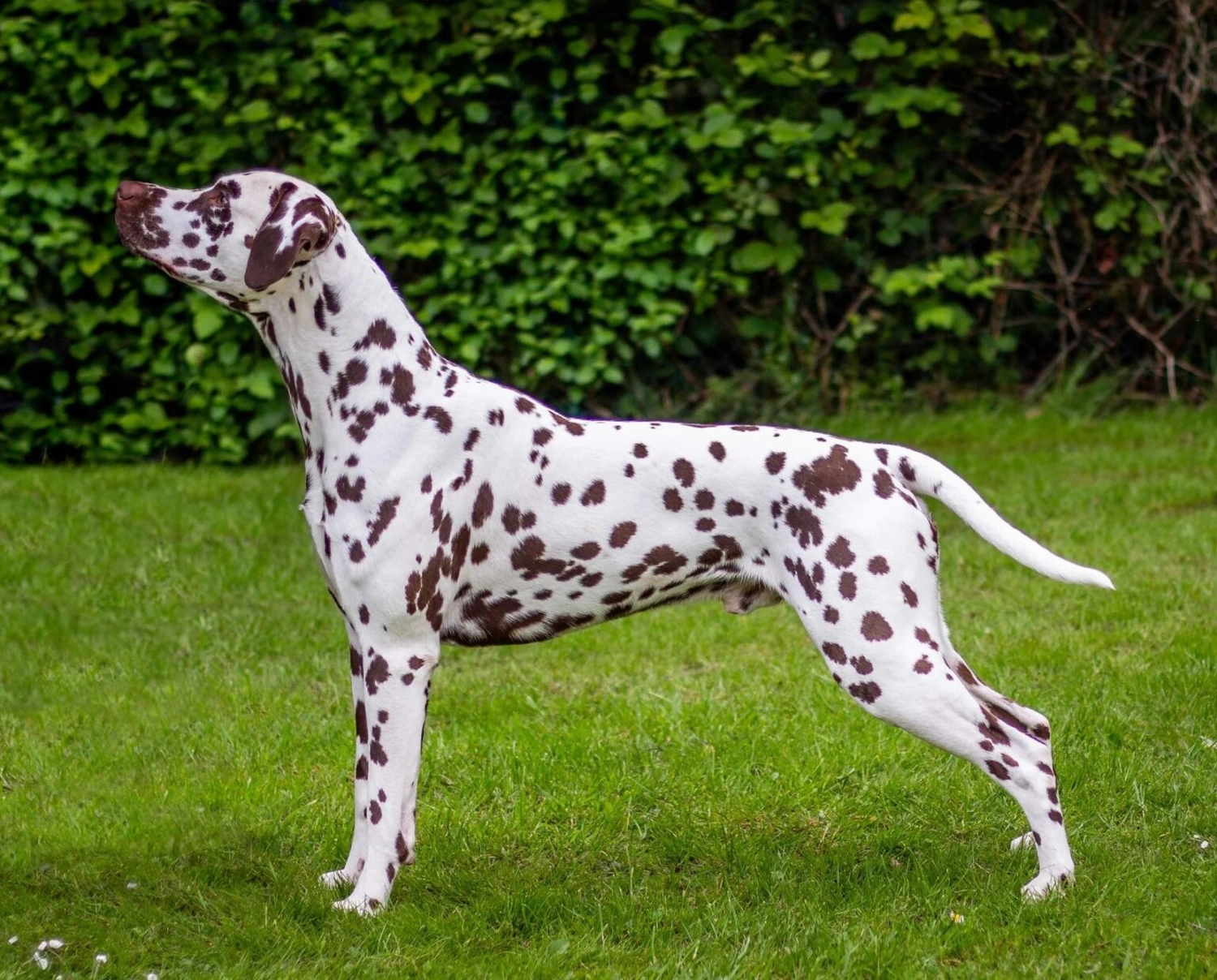 Dalmatinerzucht – Hunde