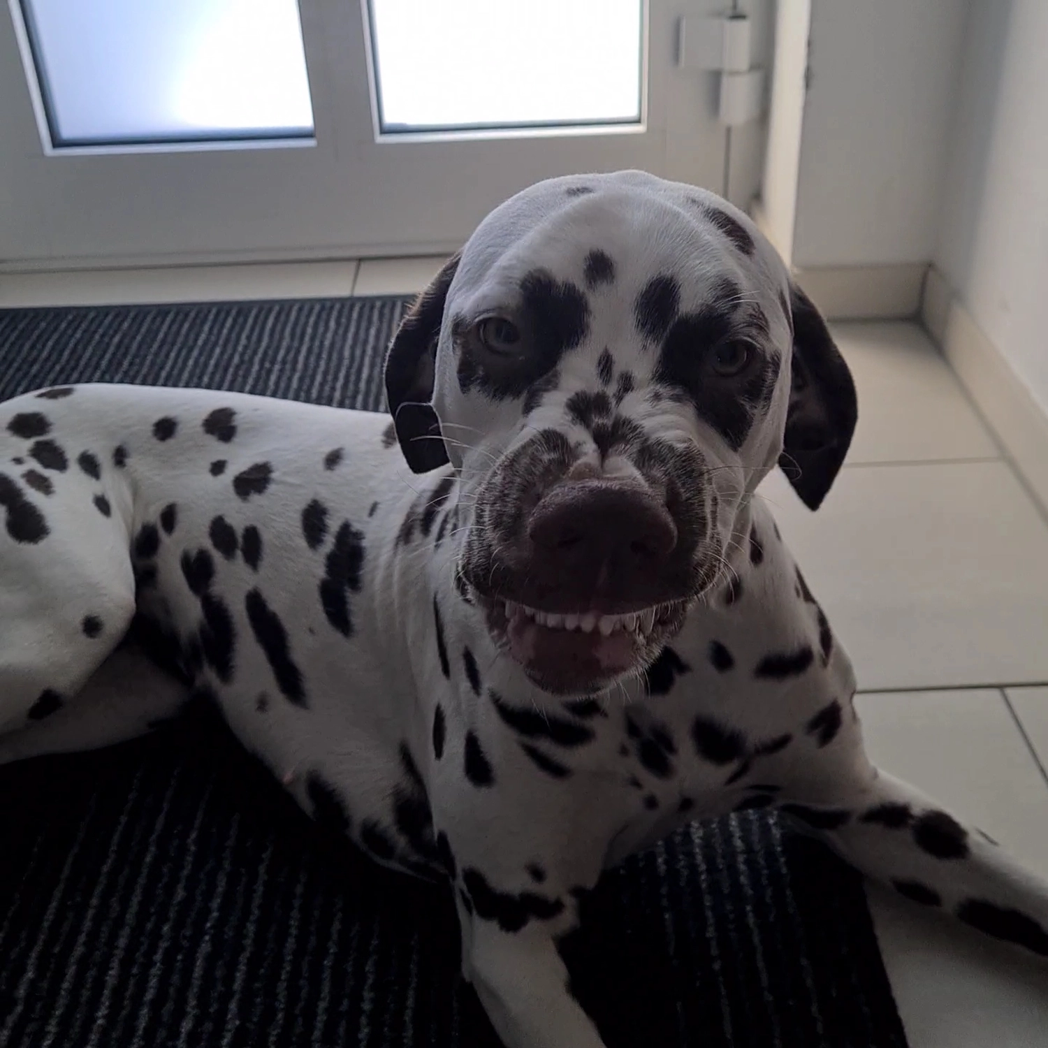 Dalmatinerzucht – Hunde