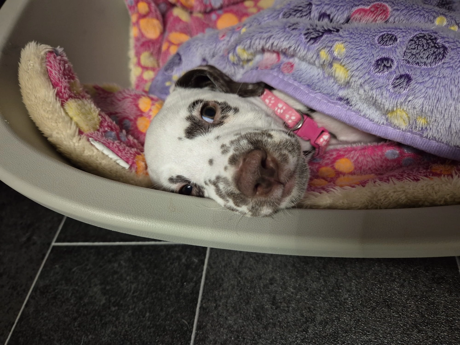 Dalmatiner - Zuchtstätte - Tierärztlicher Bericht über eine Ultraschalluntersuchung einer trächtigen Hündin namens Merle