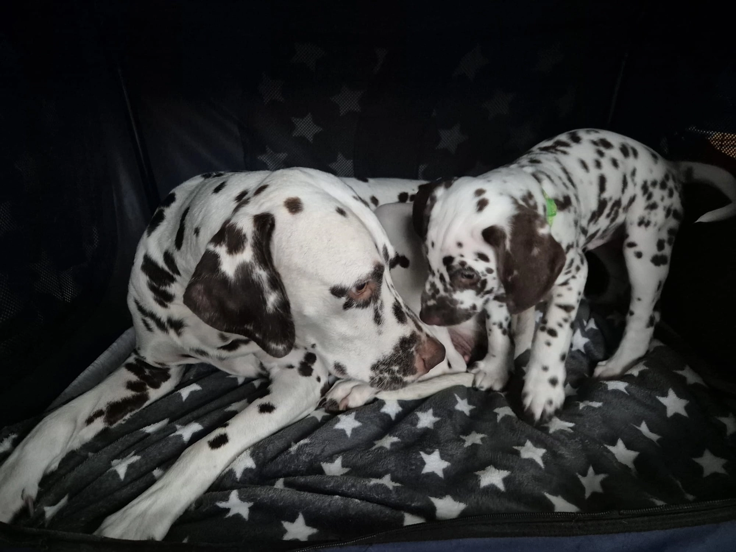 Dalmatiner - Zuchtstätte - Tierärztlicher Bericht über eine Ultraschalluntersuchung einer trächtigen Hündin namens Merle