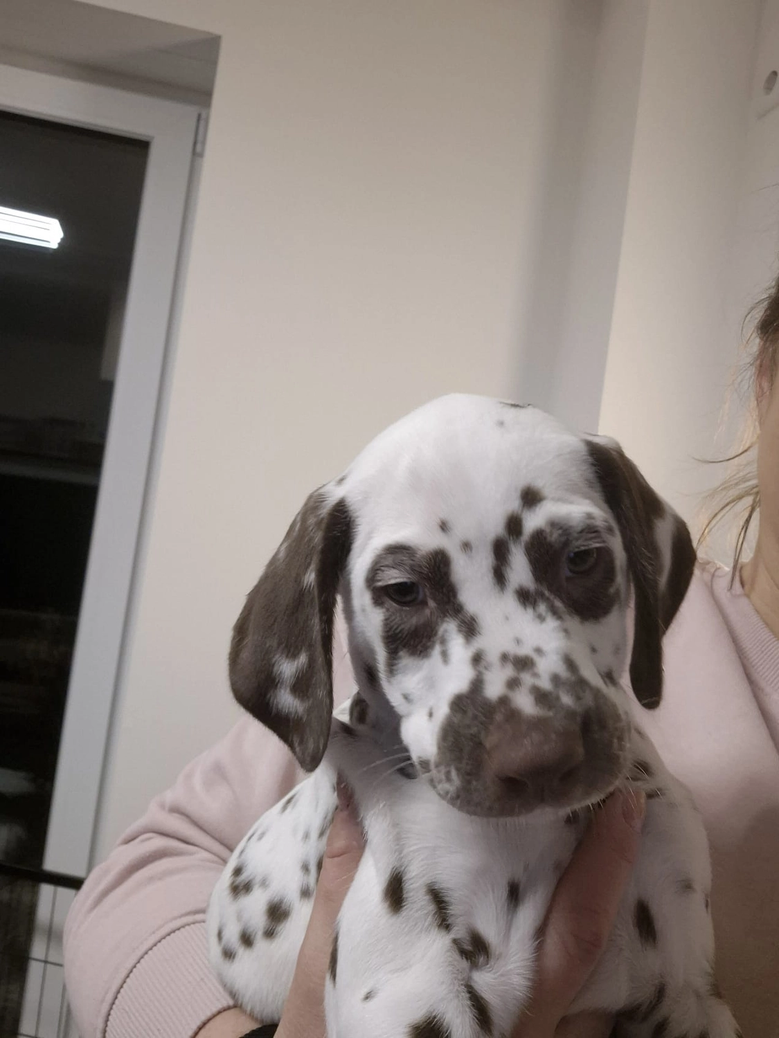 Dalmatiner - Zuchtstätte - Tierärztlicher Bericht über eine Ultraschalluntersuchung einer trächtigen Hündin namens Merle