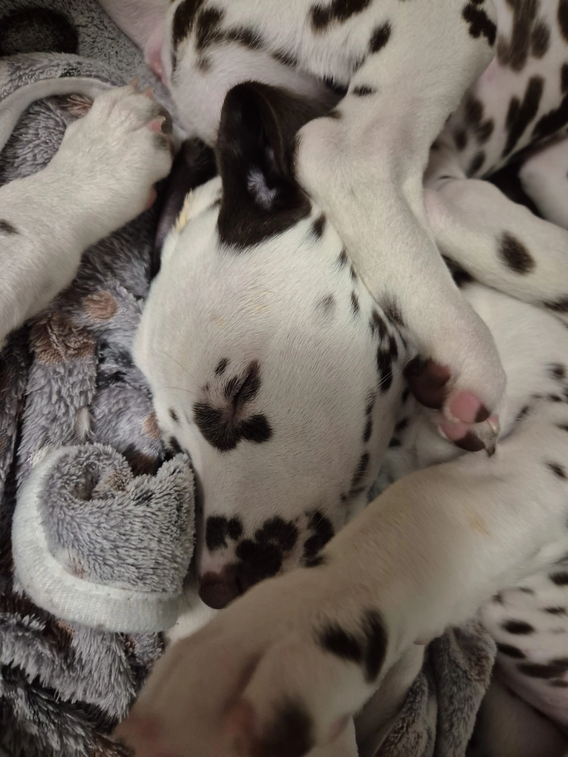 Dalmatiner - Zuchtstätte - Tierärztlicher Bericht über eine Ultraschalluntersuchung einer trächtigen Hündin namens Merle