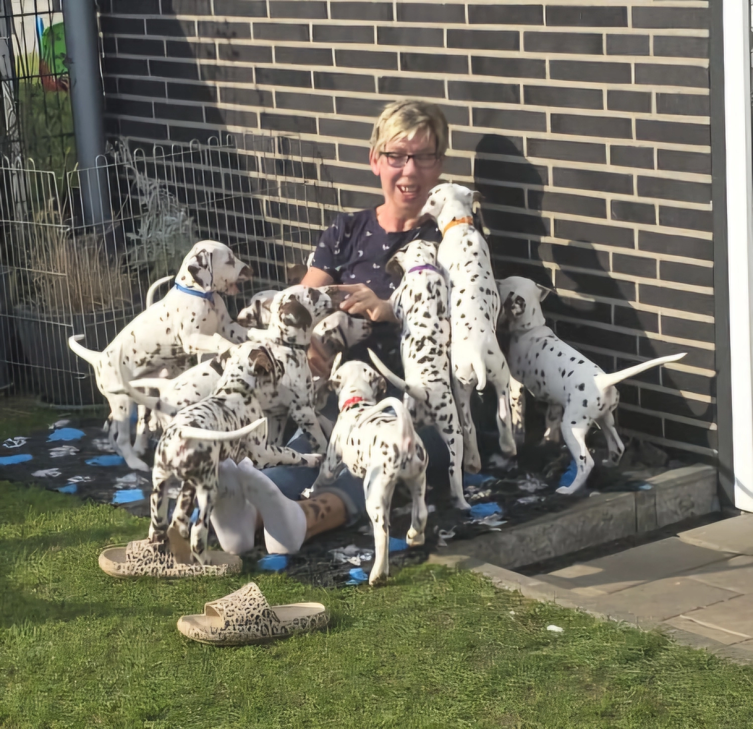 Dalmatiner - Zuchtstätte - Tierärztlicher Bericht über eine Ultraschalluntersuchung einer trächtigen Hündin namens Merle