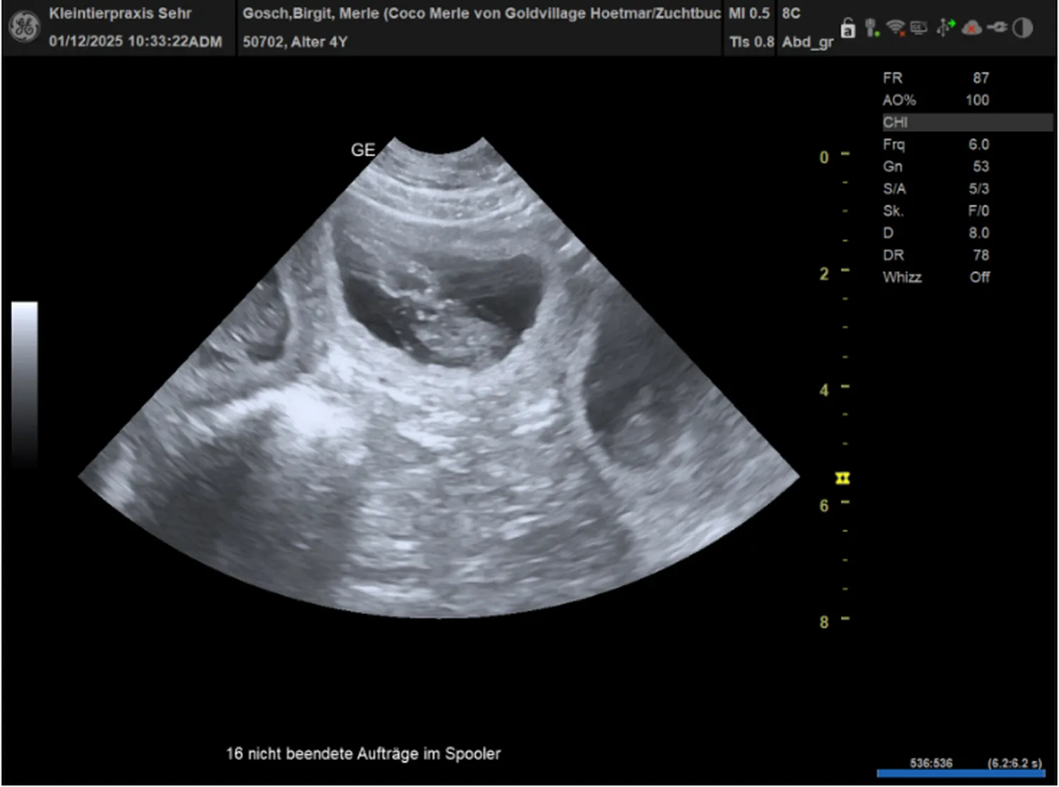 Dalmatiner - Zuchtstätte - Tierärztlicher Bericht über eine Ultraschalluntersuchung einer trächtigen Hündin namens Merle