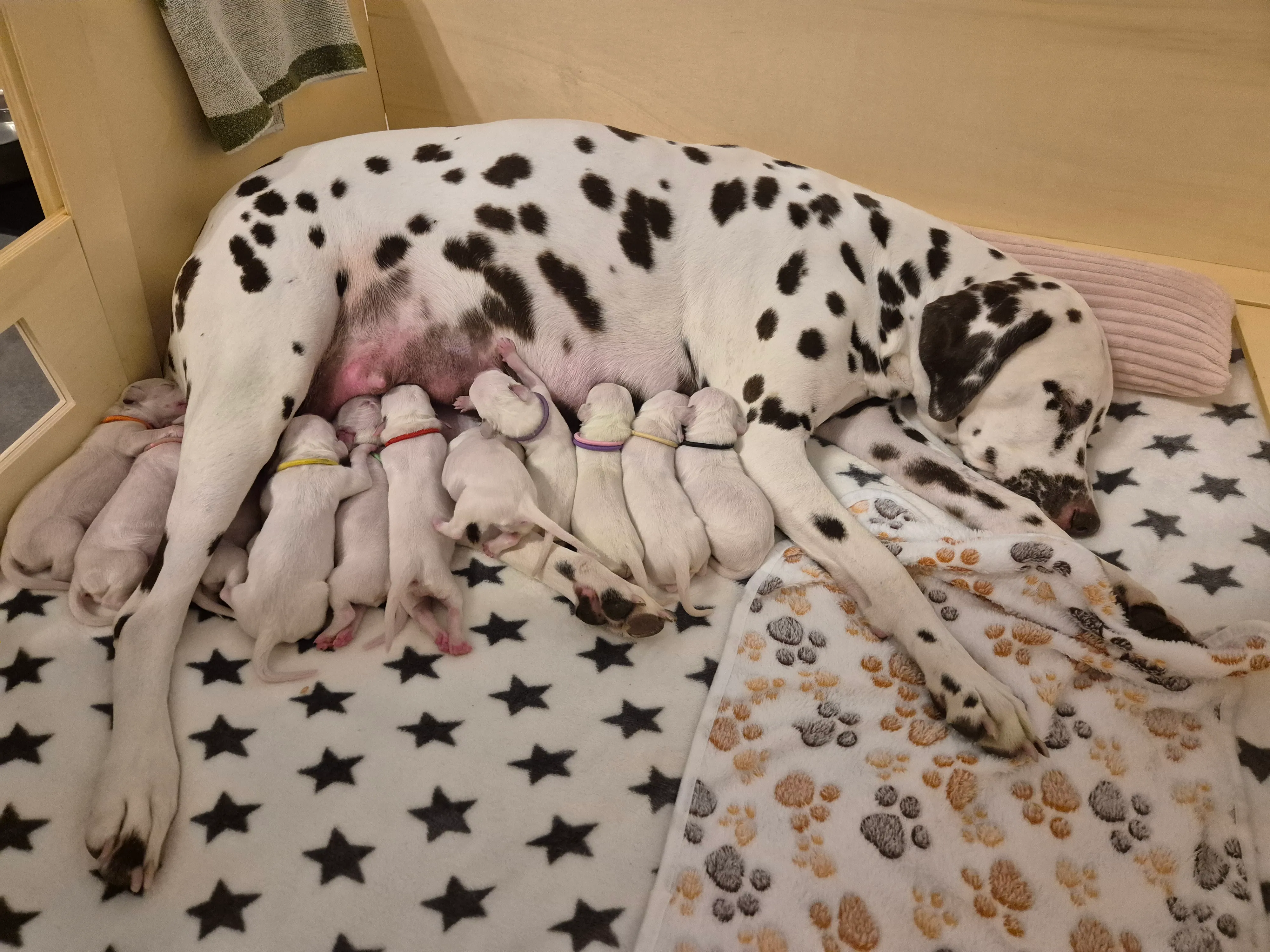 Dalmatiner - Zuchtstätte - Tierärztlicher Bericht über eine Ultraschalluntersuchung einer trächtigen Hündin namens Merle