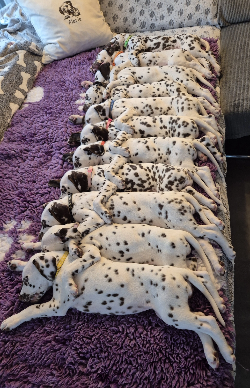 Dalmatiner - Zuchtstätte - Tierärztlicher Bericht über eine Ultraschalluntersuchung einer trächtigen Hündin namens Merle