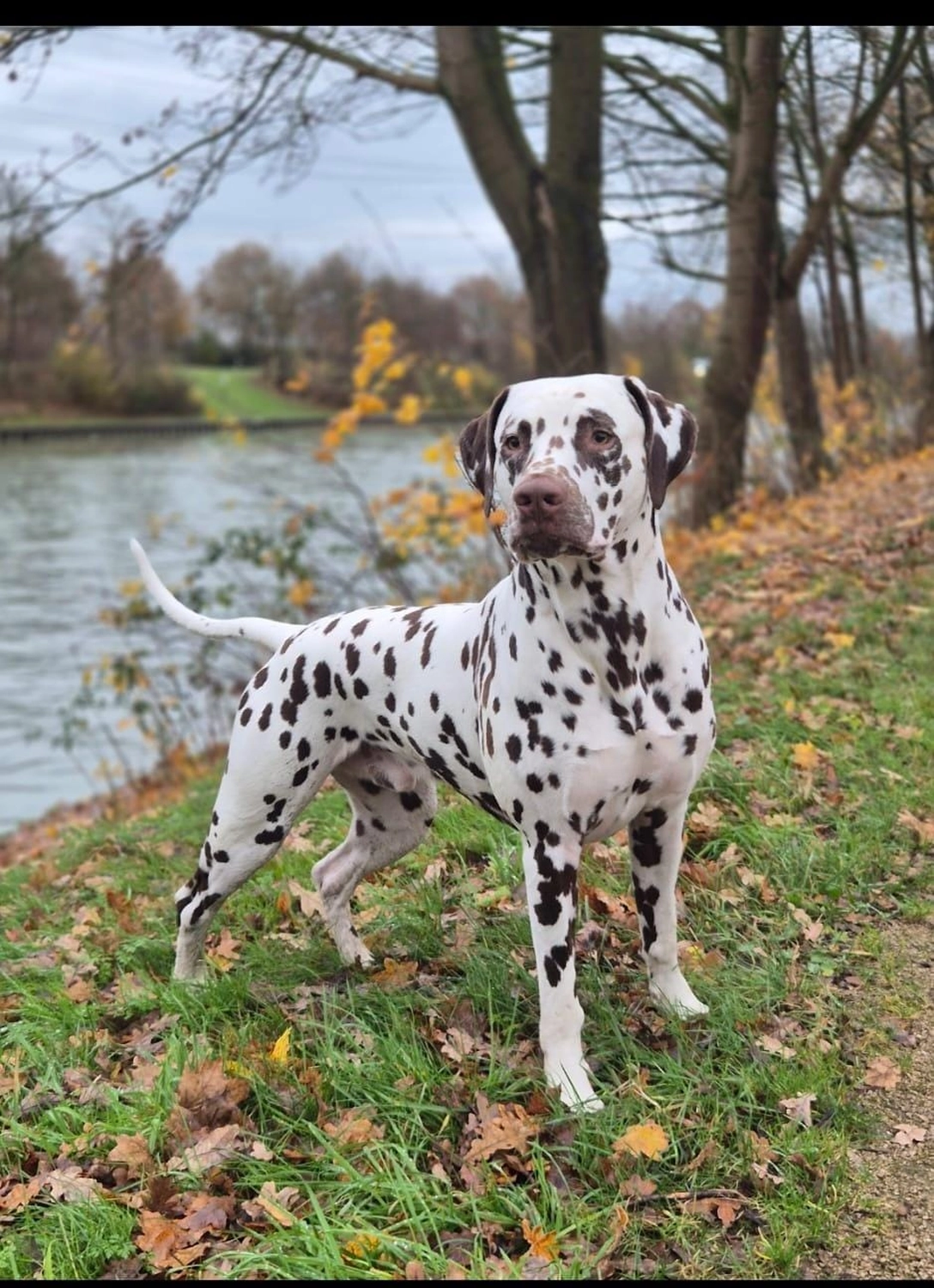 Dalmatinerzucht – Hunde