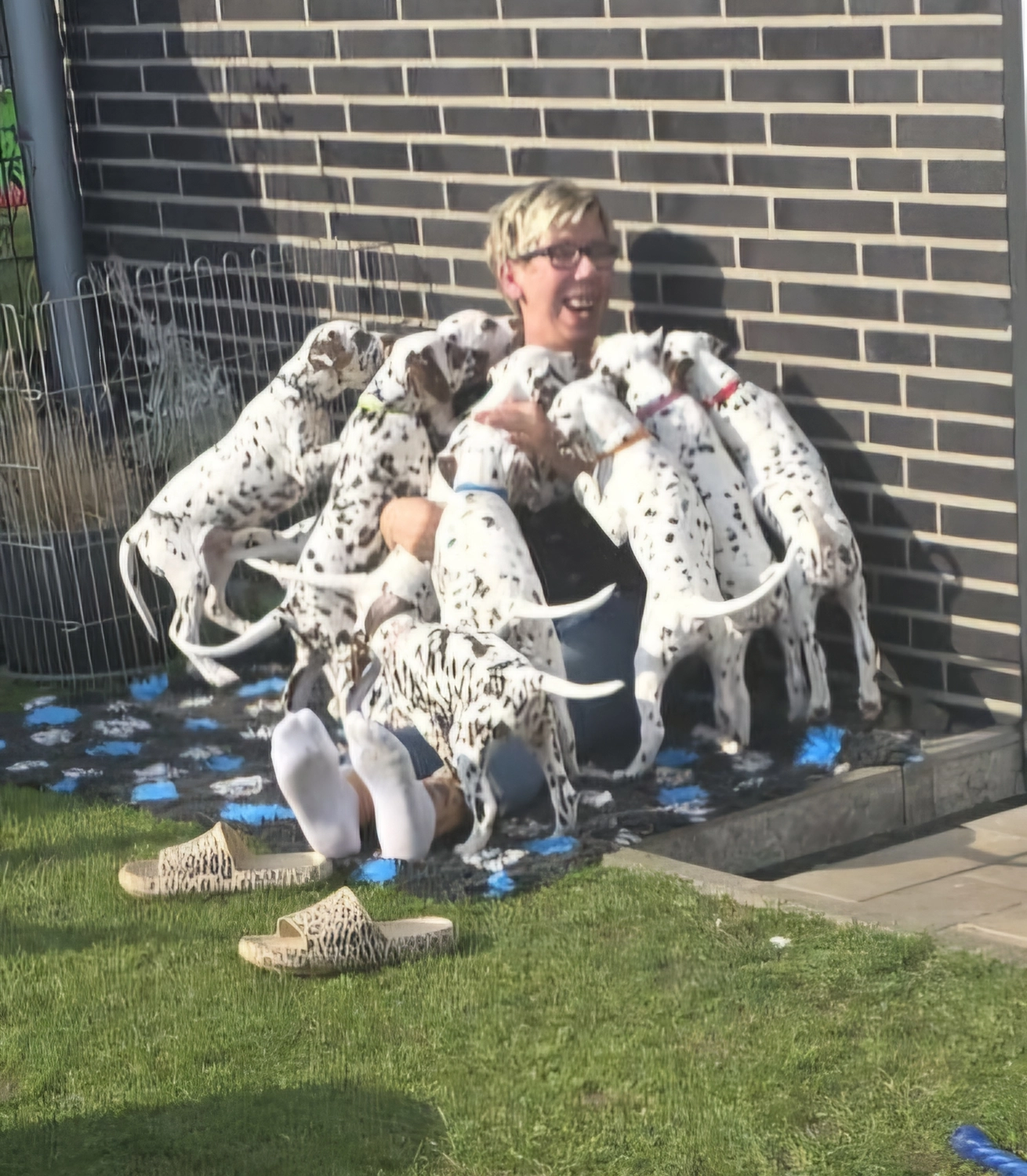 Dalmatiner - Zuchtstätte - Tierärztlicher Bericht über eine Ultraschalluntersuchung einer trächtigen Hündin namens Merle