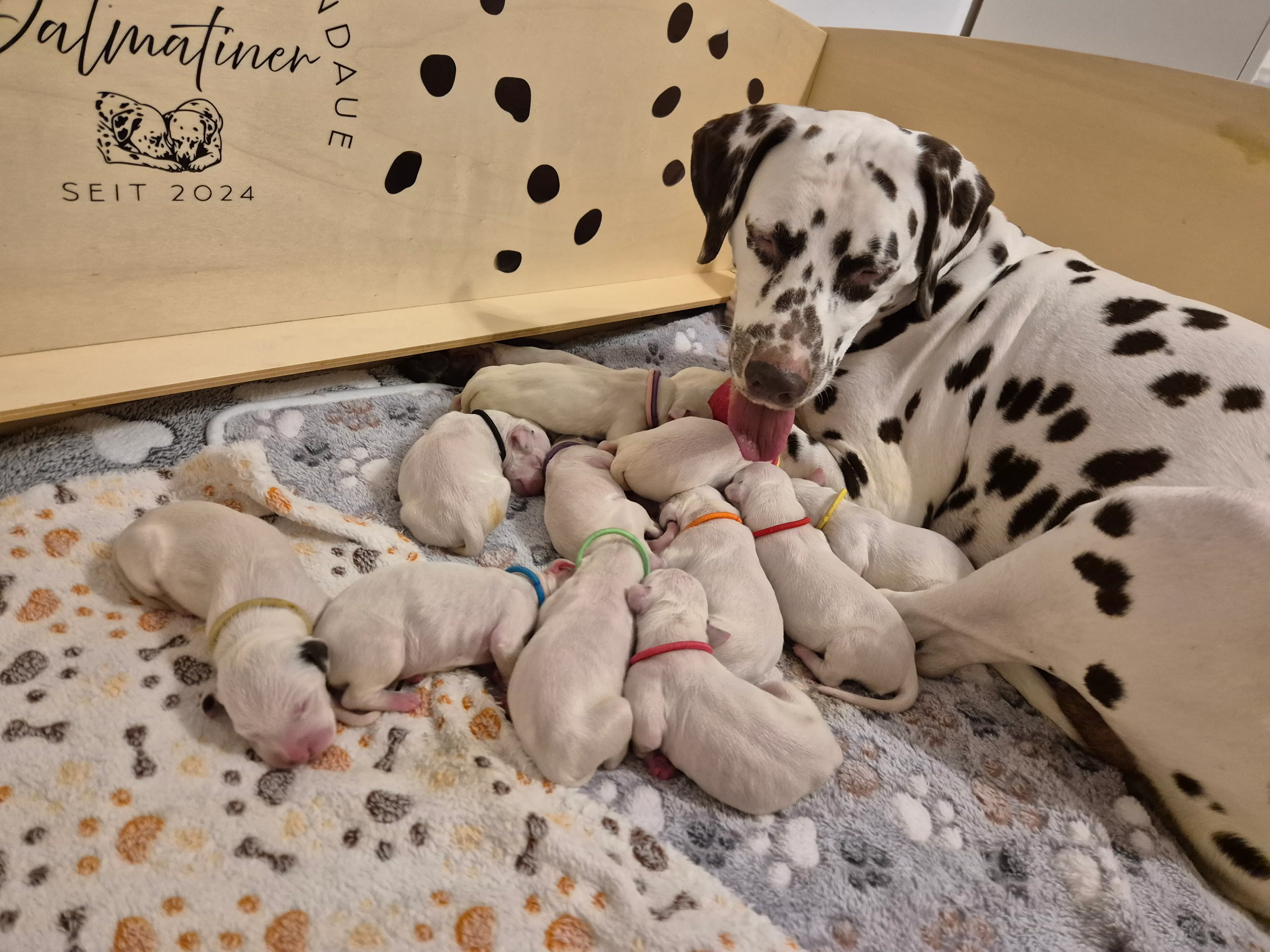 Dalmatiner - Zuchtstätte - Tierärztlicher Bericht über eine Ultraschalluntersuchung einer trächtigen Hündin namens Merle