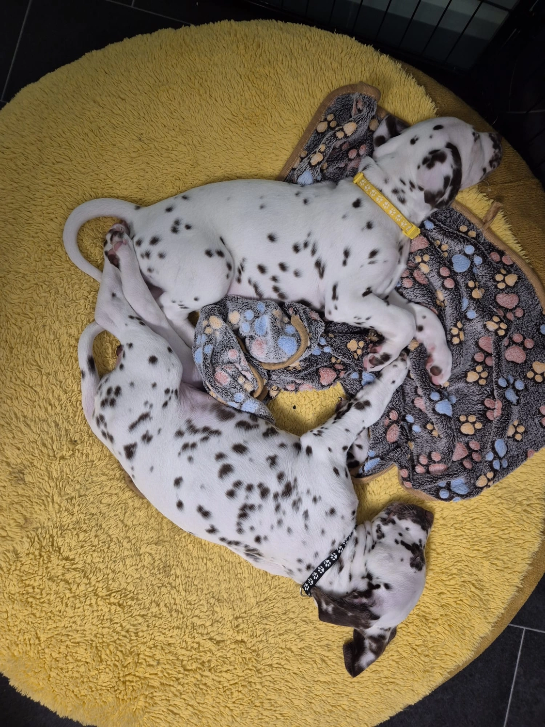 Dalmatiner - Zuchtstätte - Tierärztlicher Bericht über eine Ultraschalluntersuchung einer trächtigen Hündin namens Merle