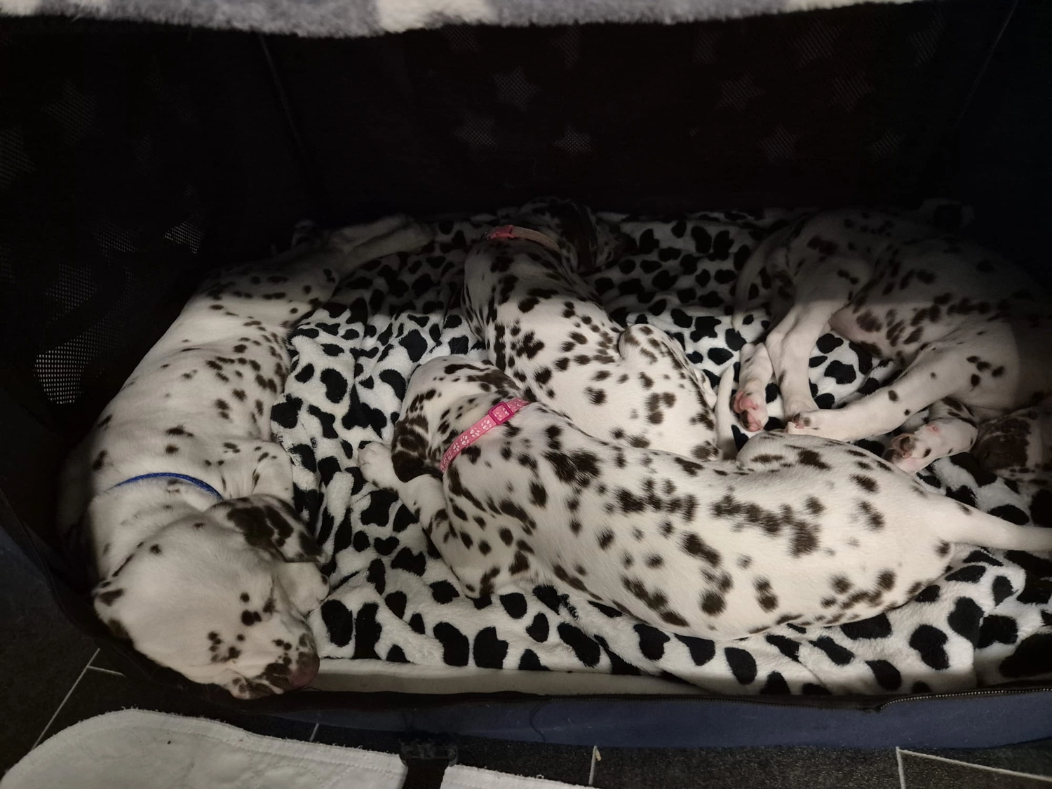 Dalmatiner - Zuchtstätte - Tierärztlicher Bericht über eine Ultraschalluntersuchung einer trächtigen Hündin namens Merle