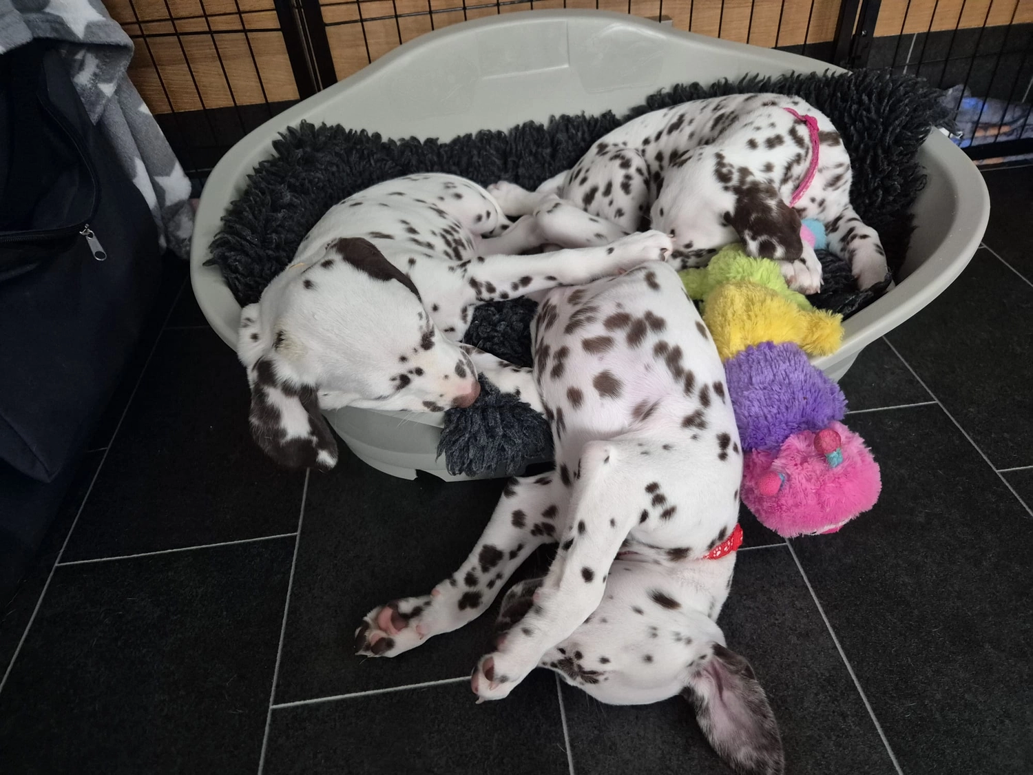 Dalmatiner - Zuchtstätte - Tierärztlicher Bericht über eine Ultraschalluntersuchung einer trächtigen Hündin namens Merle