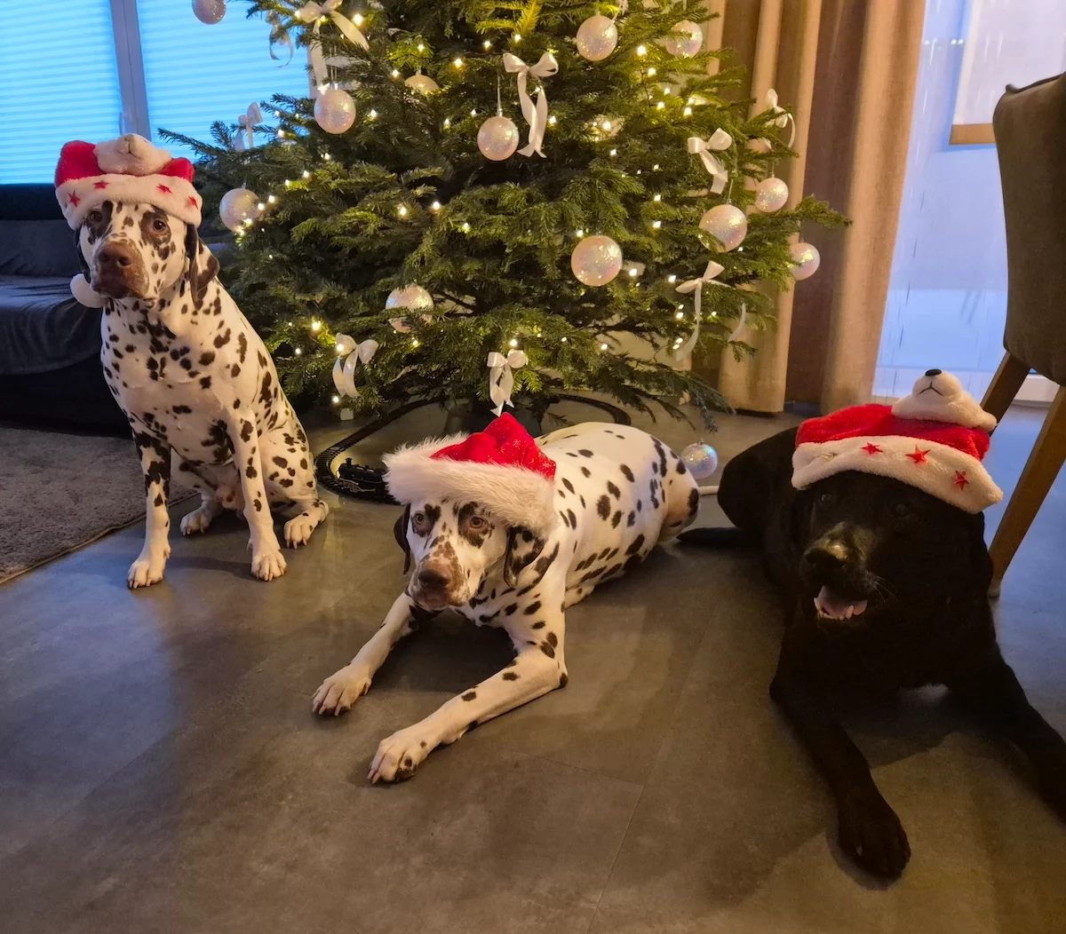 Dalmatiner - Zuchtstätte - Tierärztlicher Bericht über eine Ultraschalluntersuchung einer trächtigen Hündin namens Merle