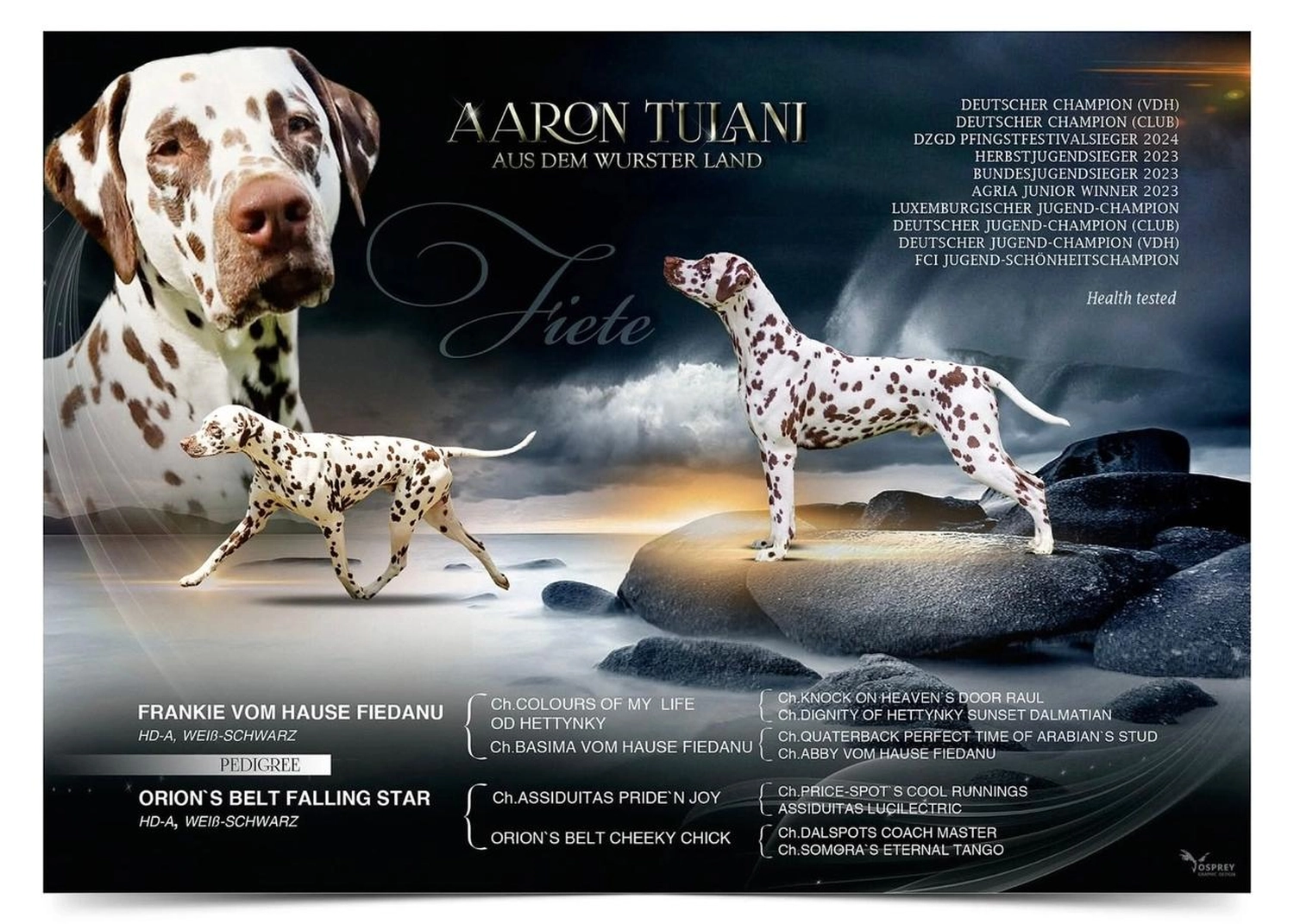 Dalmatinerzucht – Hunde